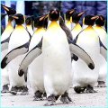 Plusieurs pingouins au travail